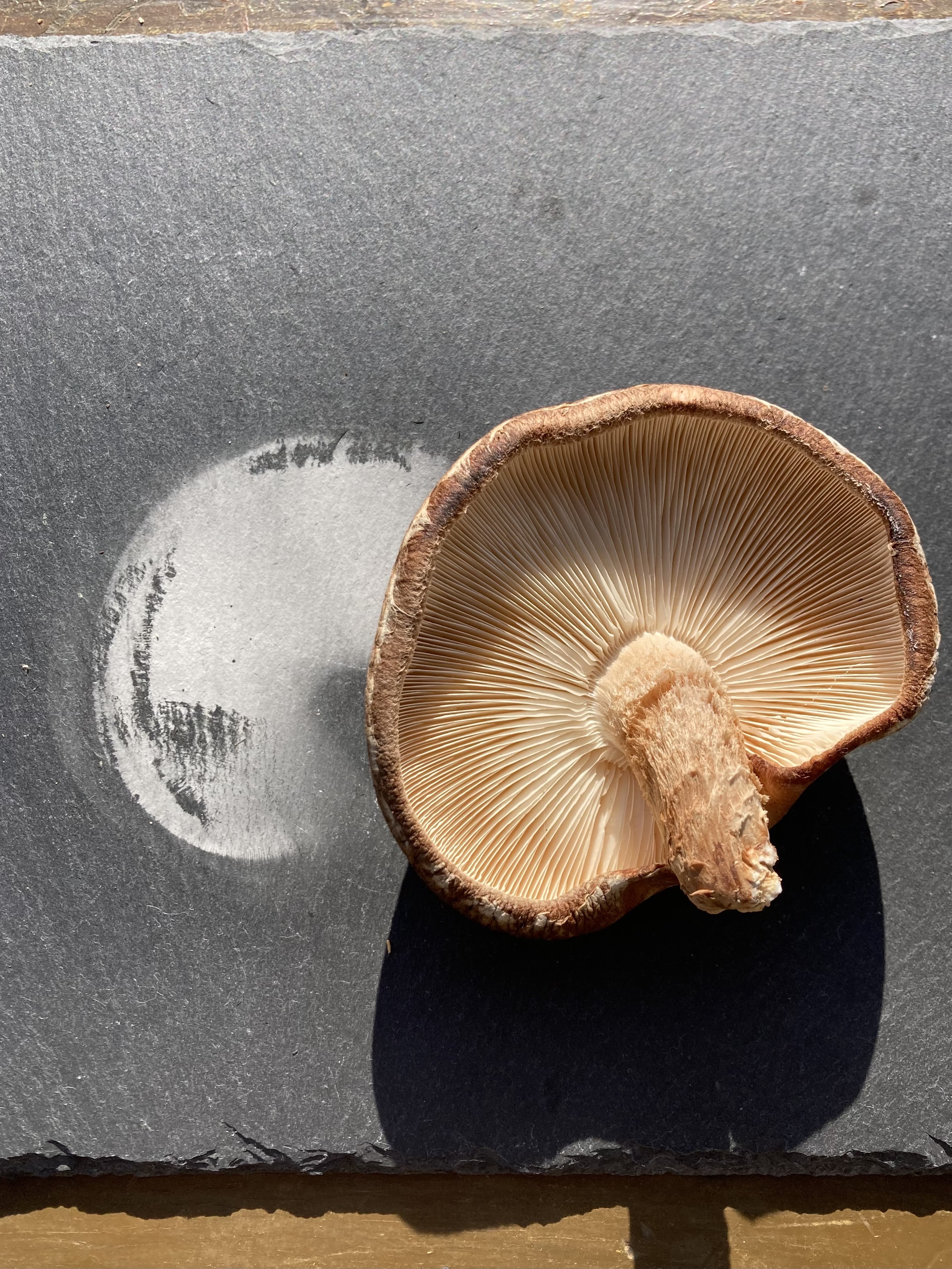 KOBAYASHI FARMが、原木しいたけの軸を上にする理由とは。