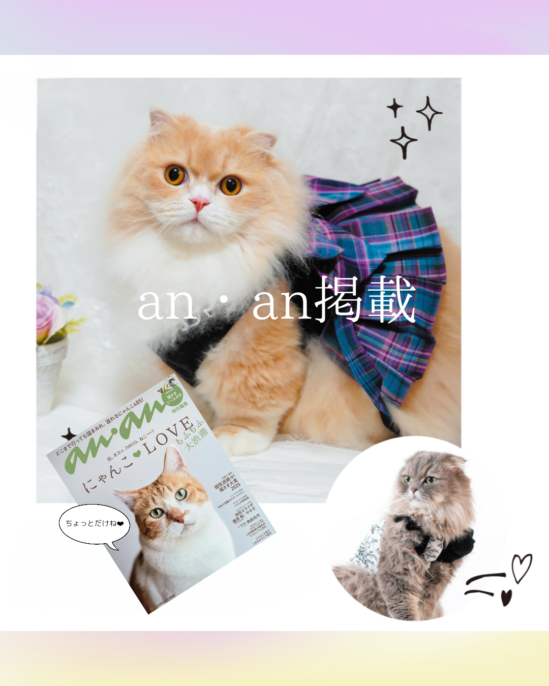 📢 an・an掲載記念 🎉🐾