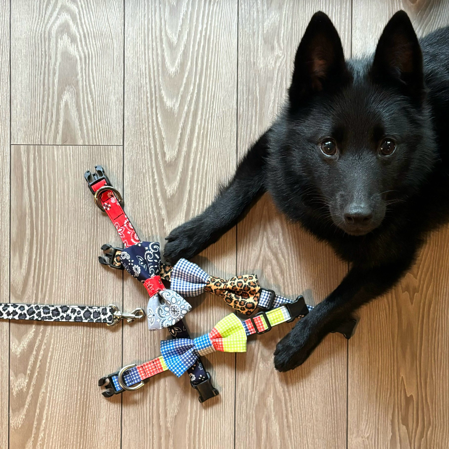 ドッグカラー　ノベルティプレゼントのお知らせ