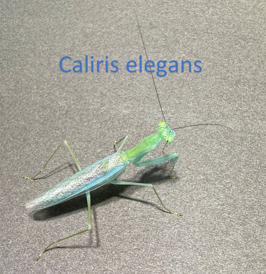 Caliris elegansの飼育
