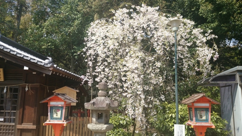 京都の桜は満開花吹雪