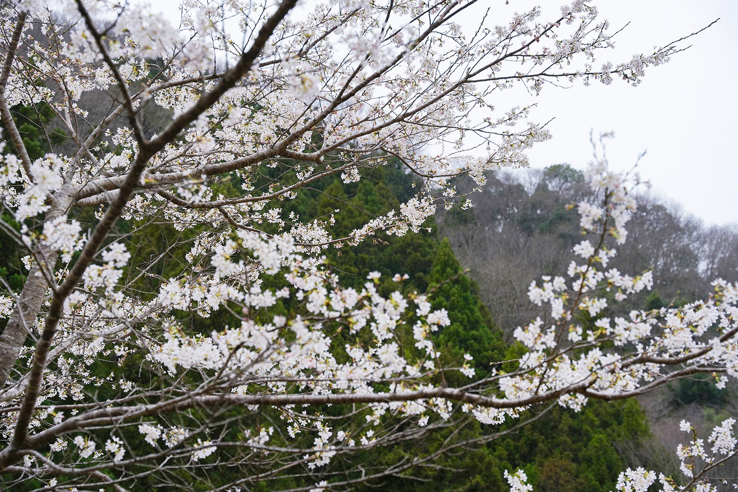 梅は咲いたか桜はまだかいな