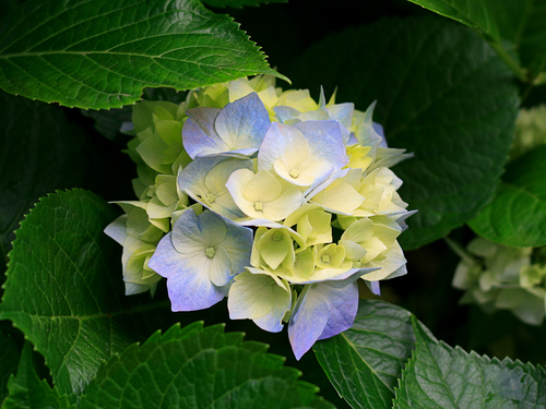 紫陽花の雨