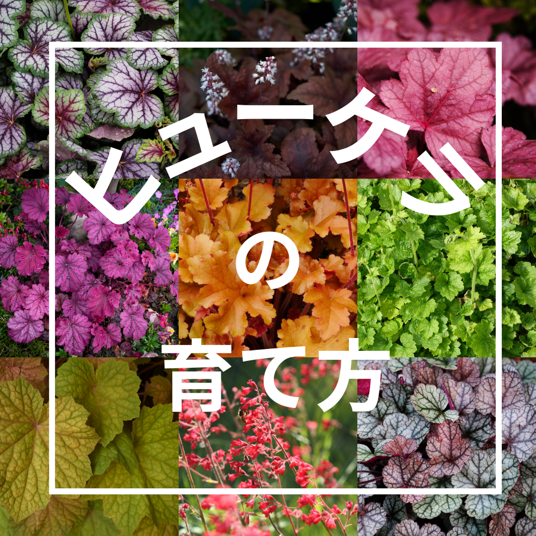 「ヒューケラの育て方」