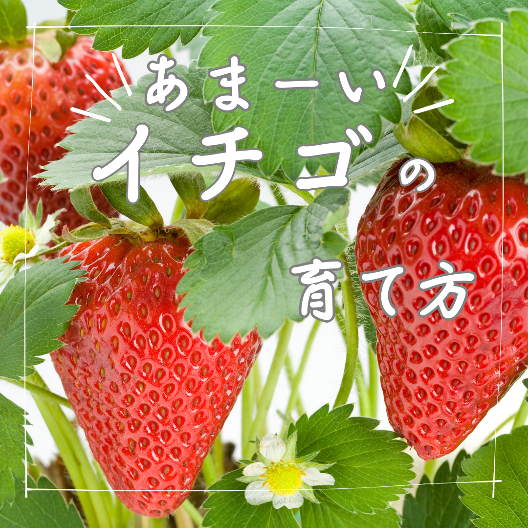 イチゴの育て方