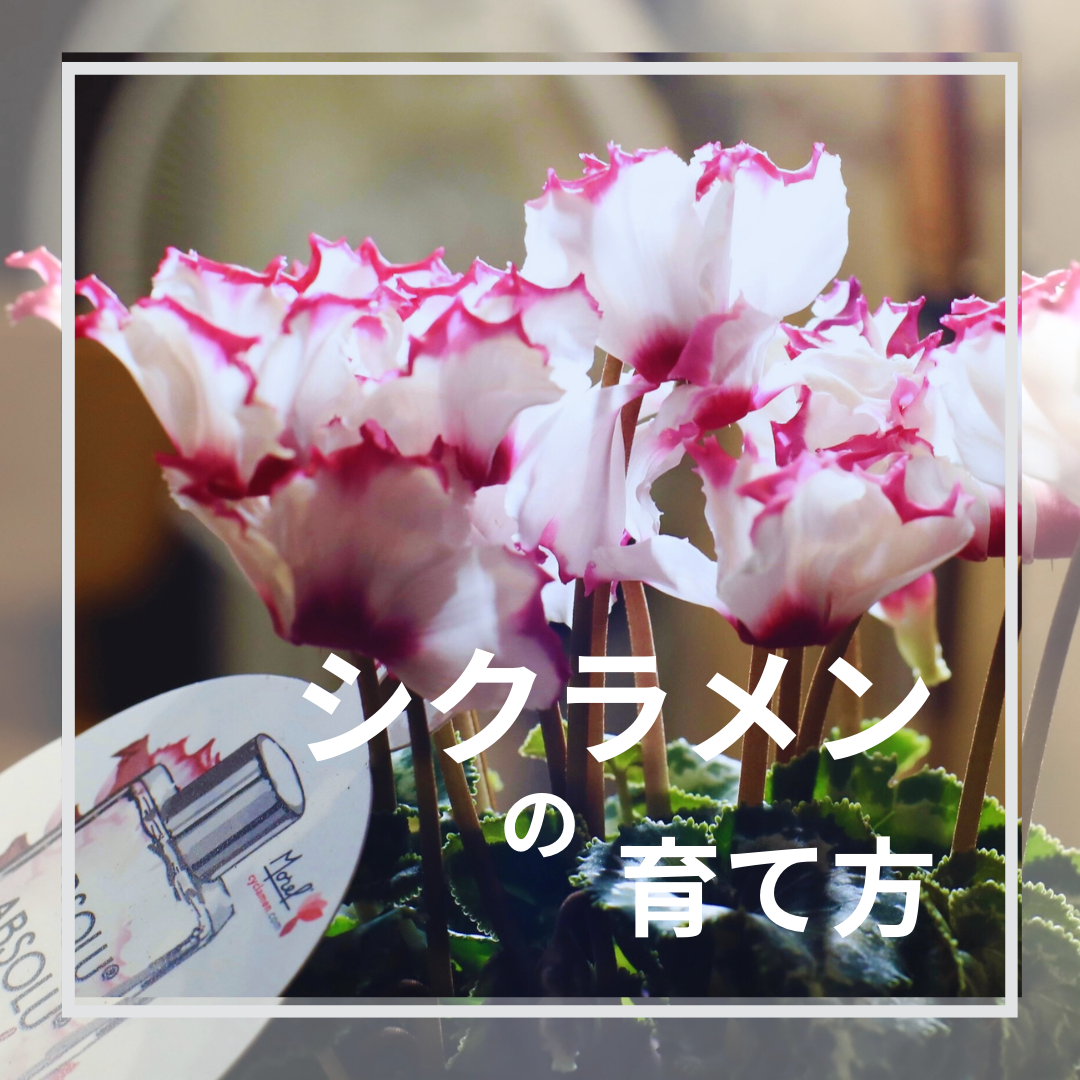 『シクラメンの育て方』