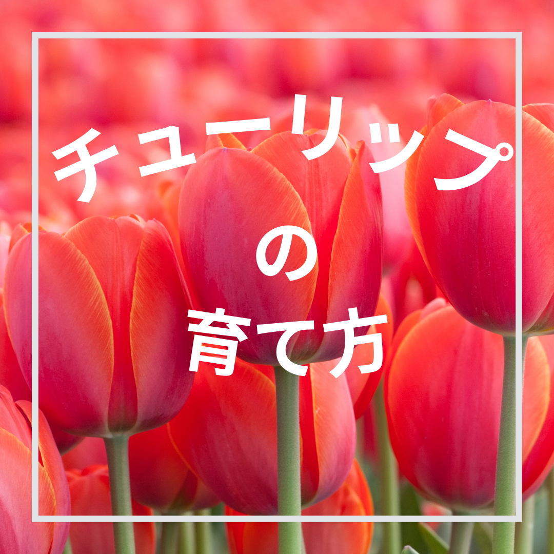 「チューリップの育て方」