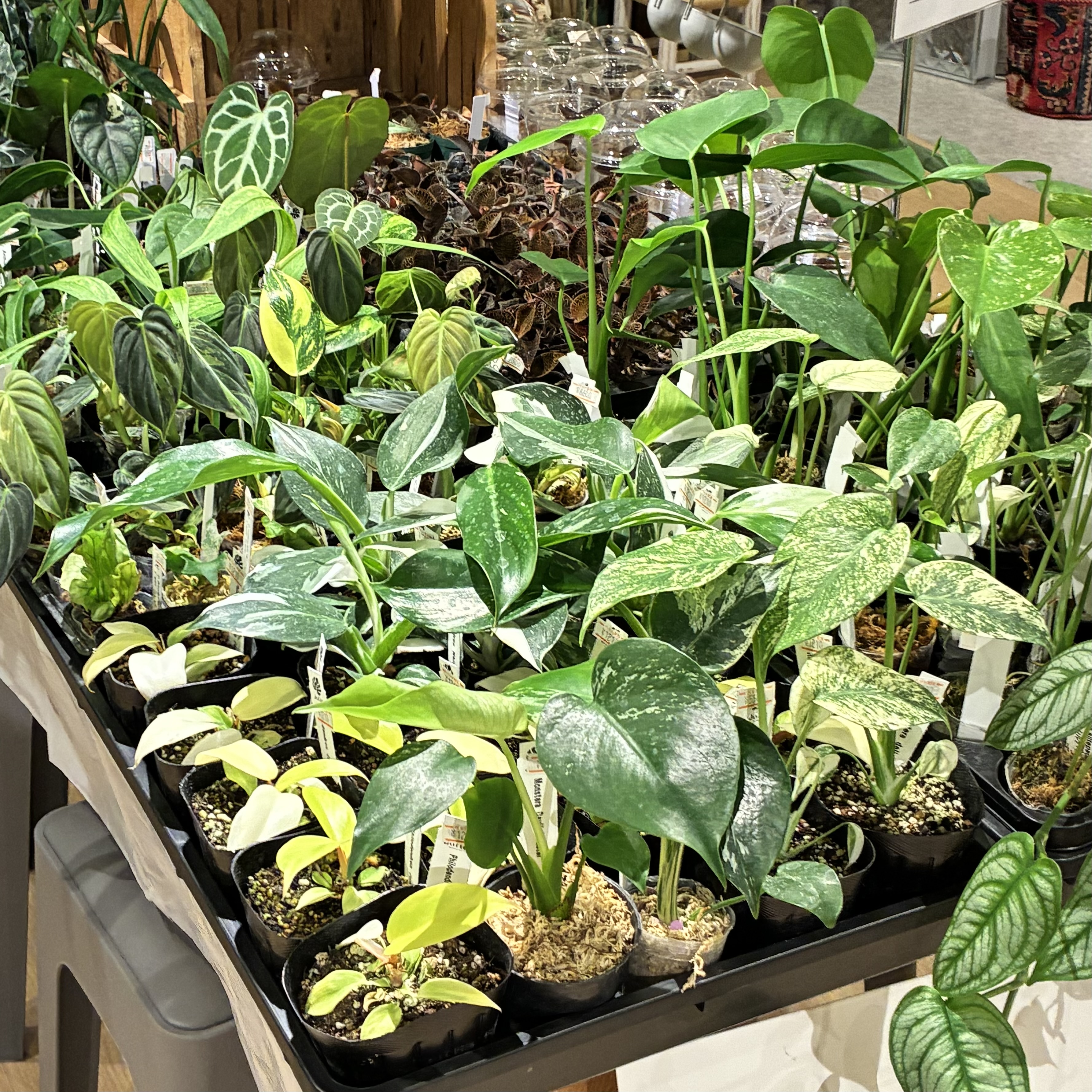 レアプランツ・クロトン　大量新入荷！！