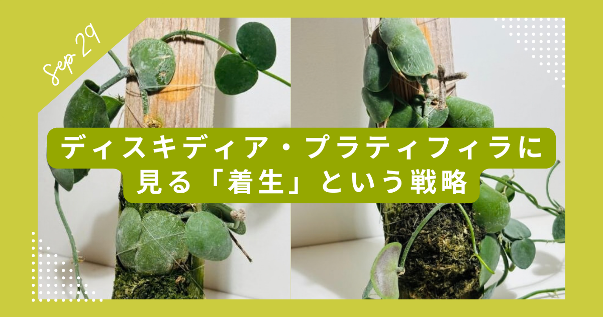 土がなくても生きる。ディスキディア・プラティフィラに見る「着生」という戦略