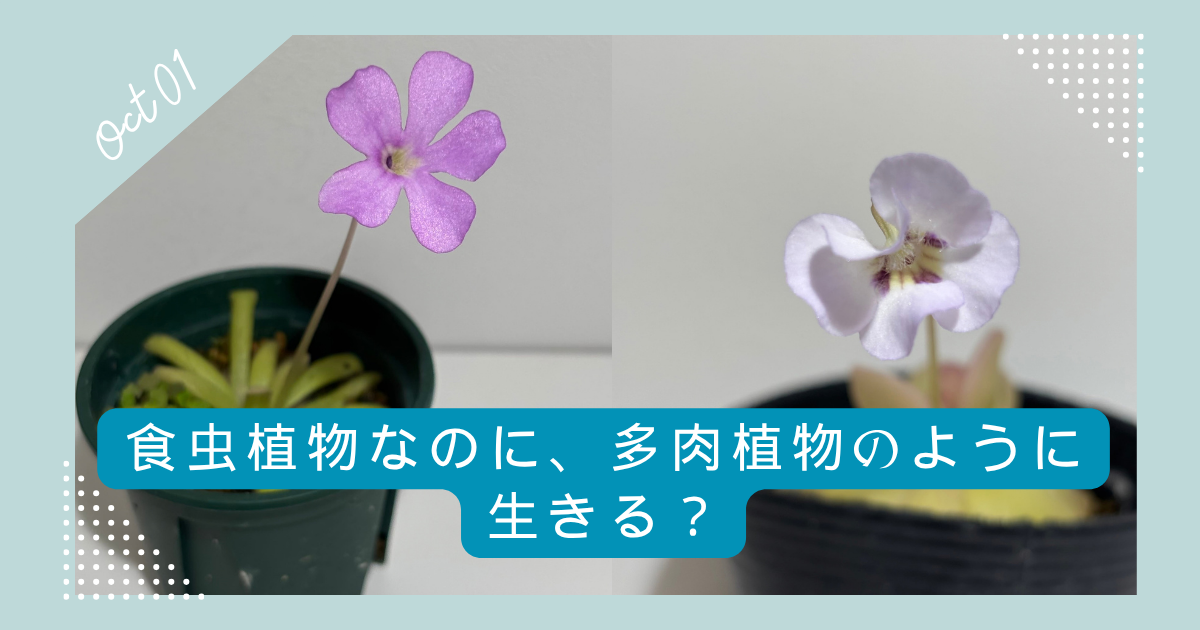 食虫植物なのに、多肉植物のように生きる？