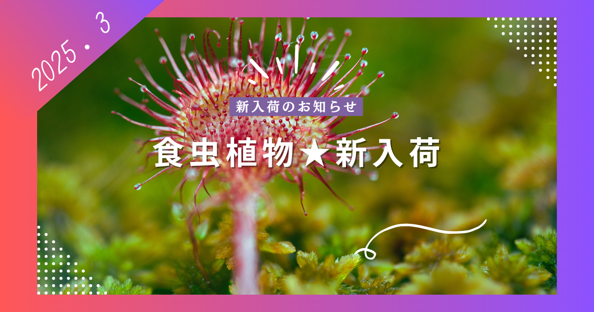 食虫植物 新入荷★