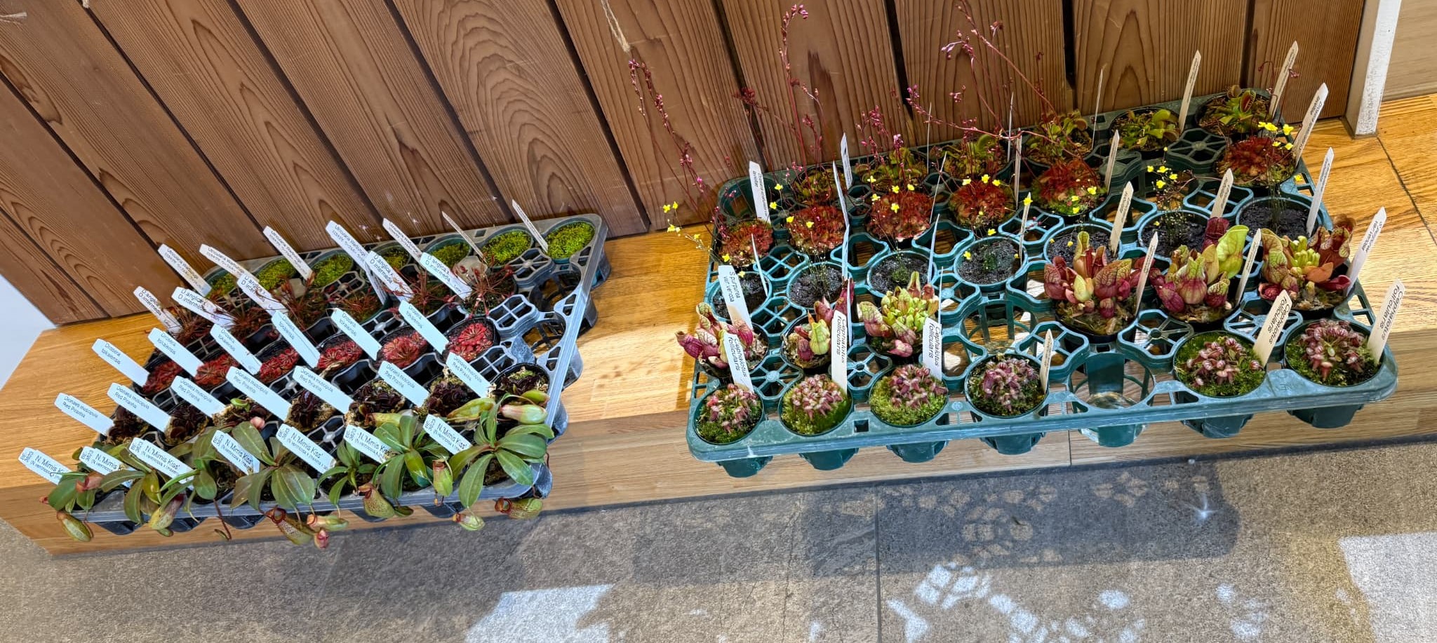 食虫植物　新入荷★