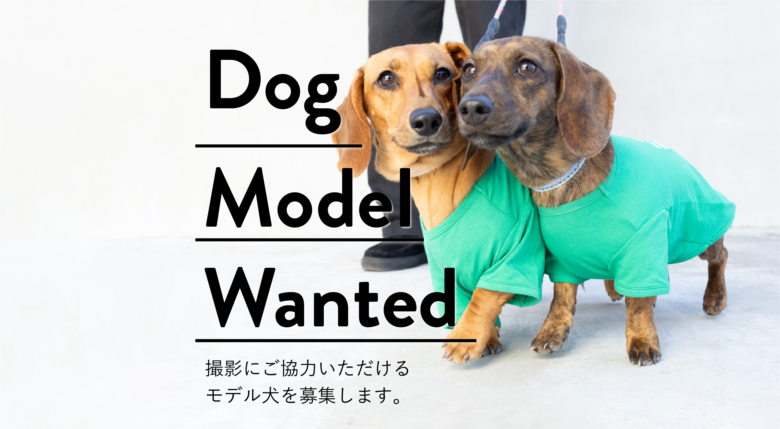 <募集>モデル犬を募集いたします。