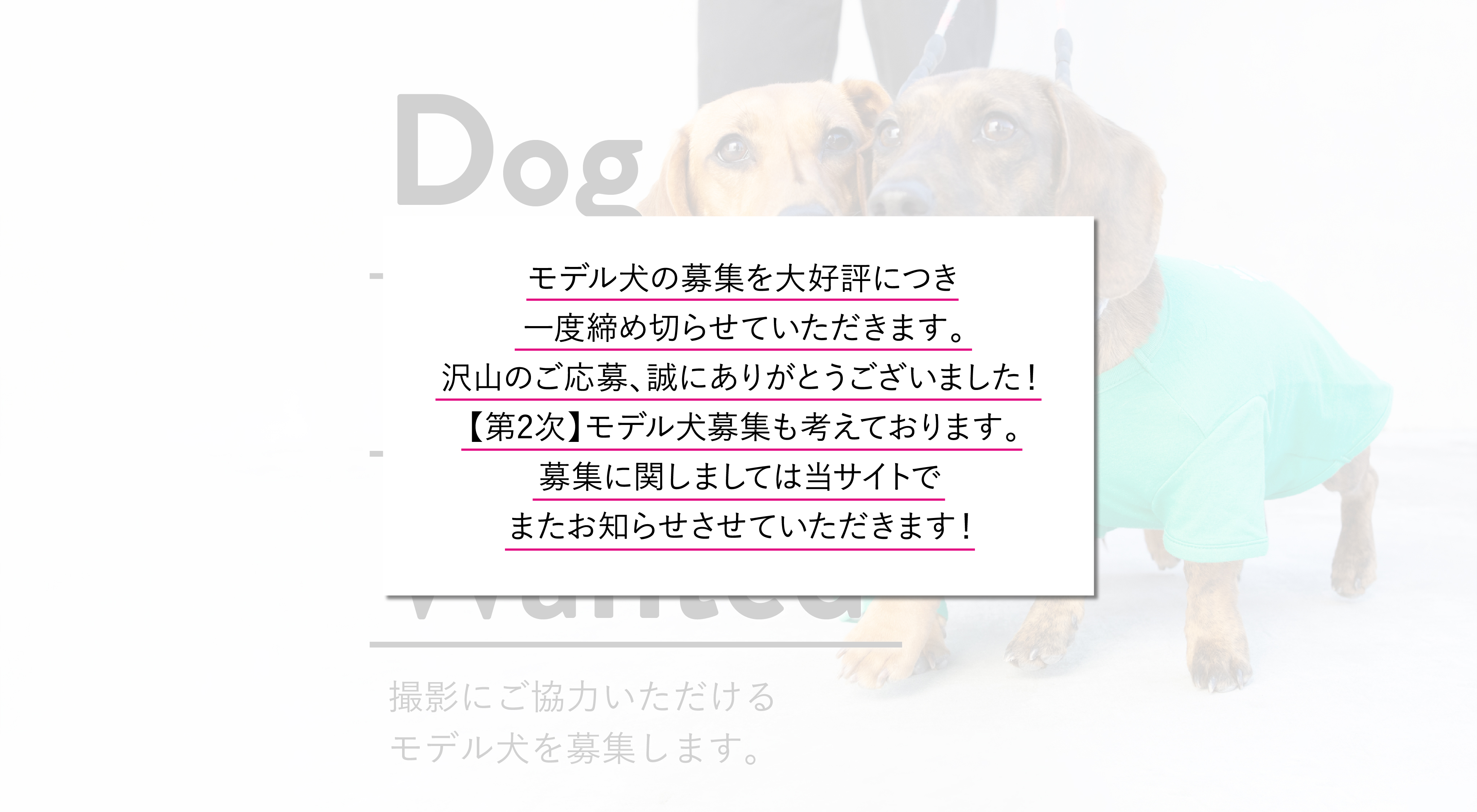 <お知らせ>【第1次】モデル犬募集の締め切り