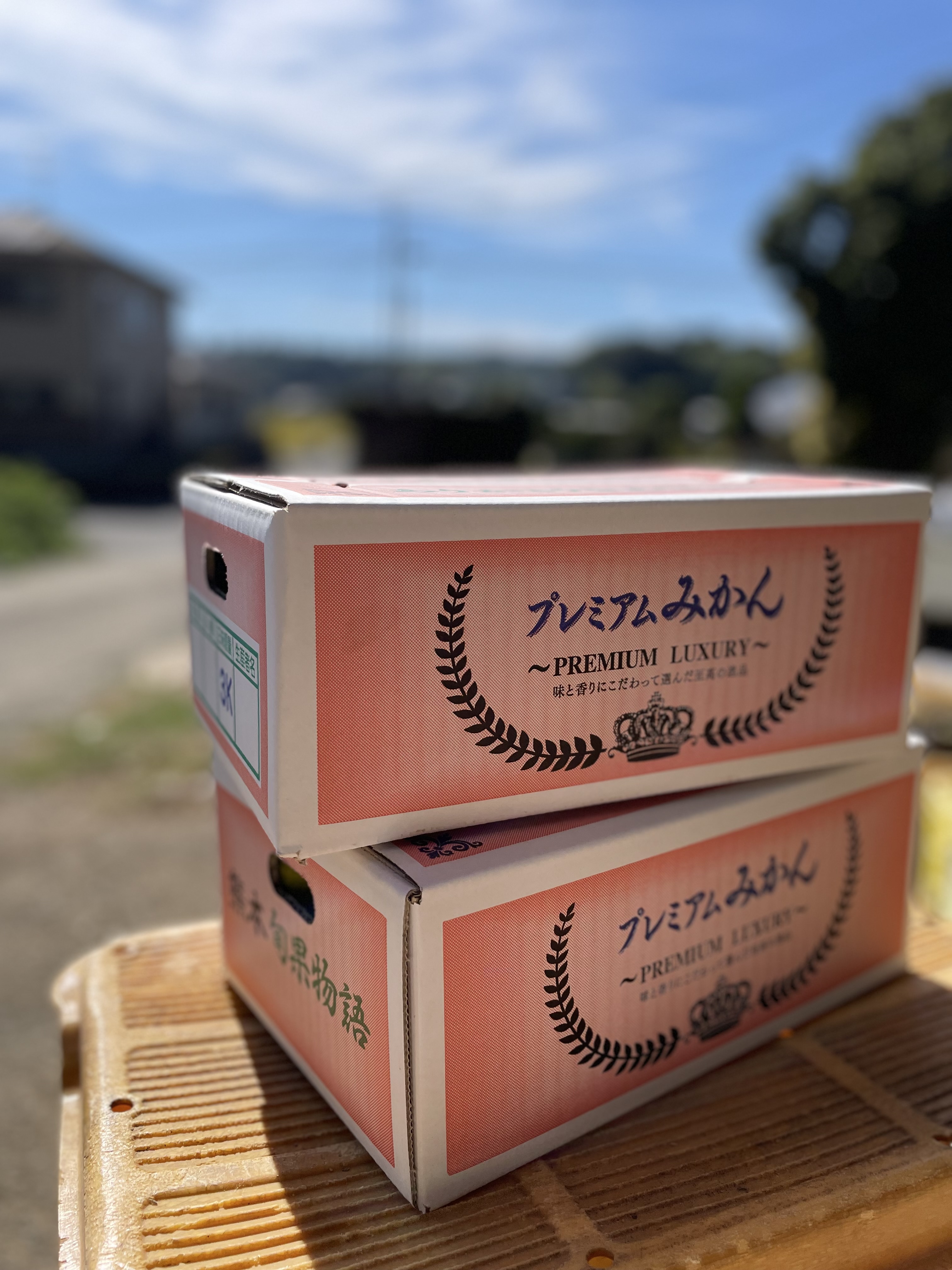 2025年度産 極早生みかん