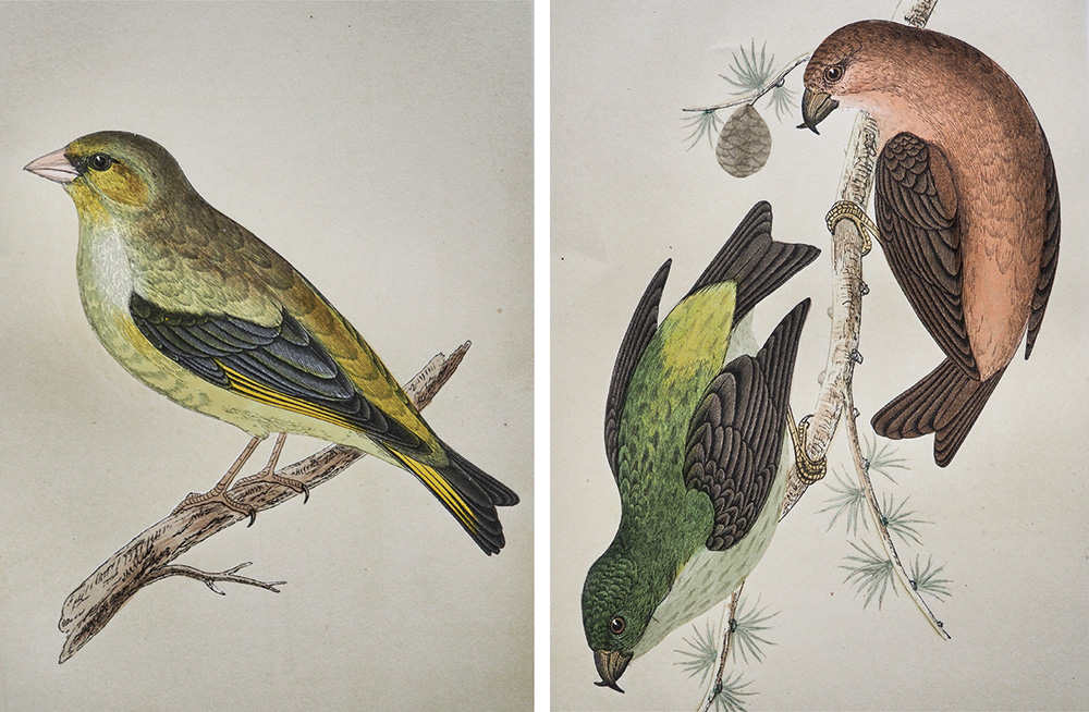 F.O.Morris 鳥＆卵版画フェア 開催