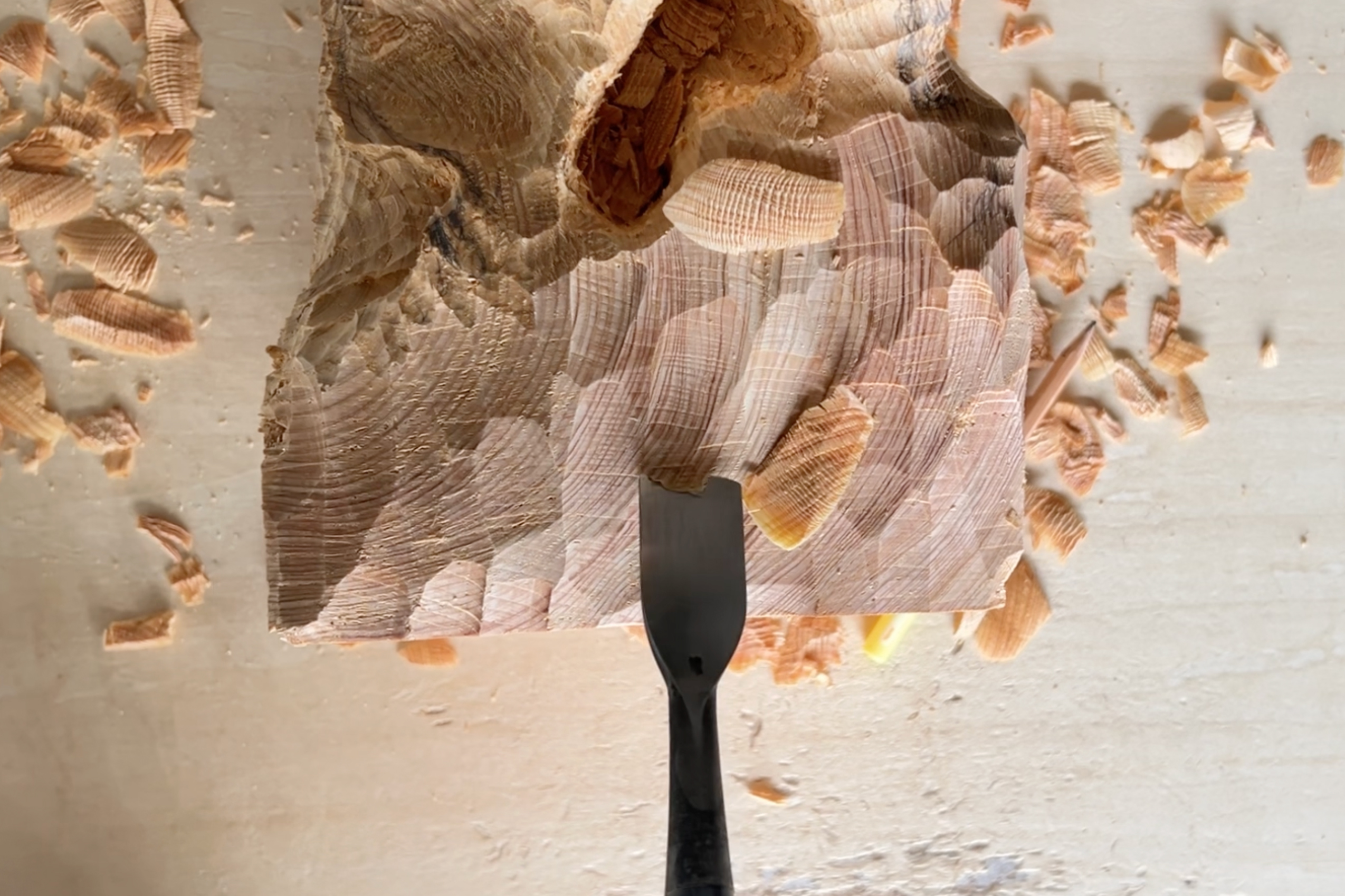 Tree rings accumulated over many years