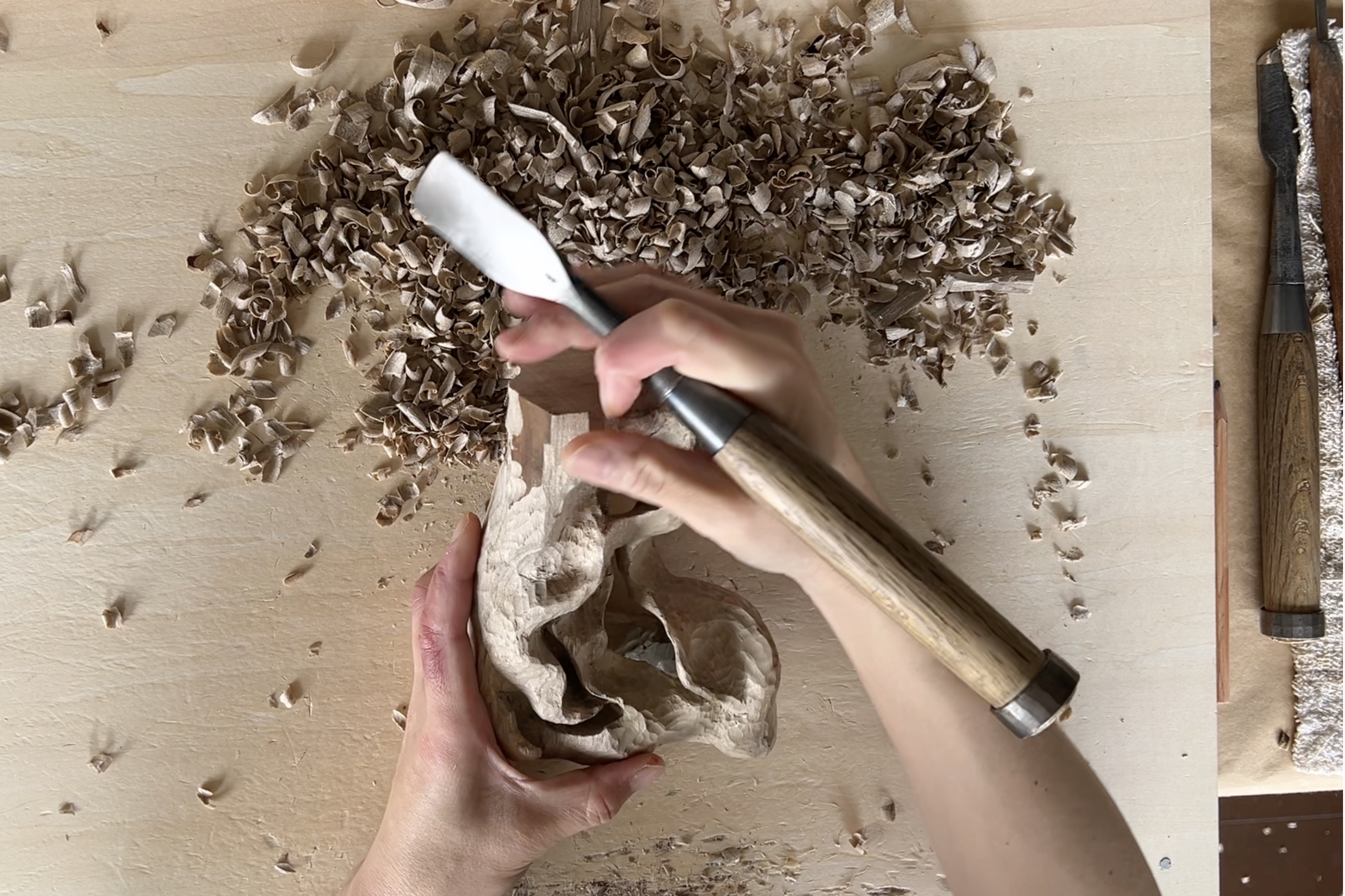 Hardness and softness of magnolia wood