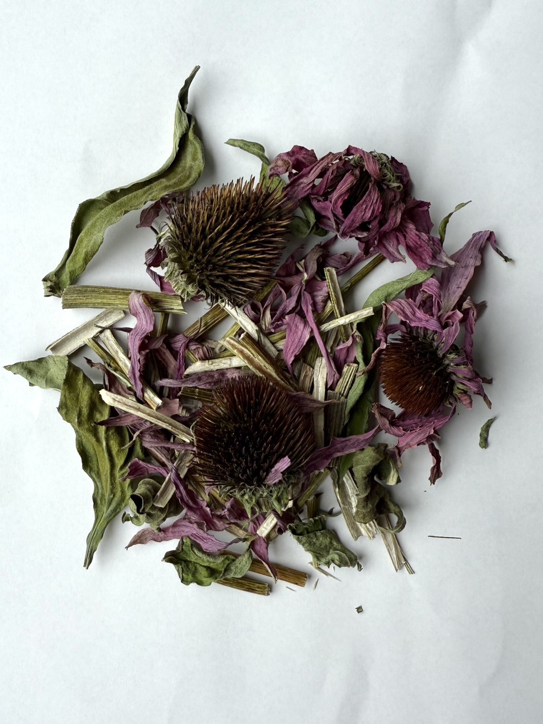 ハーブスクエアのガーデンで採れたエキナセアです