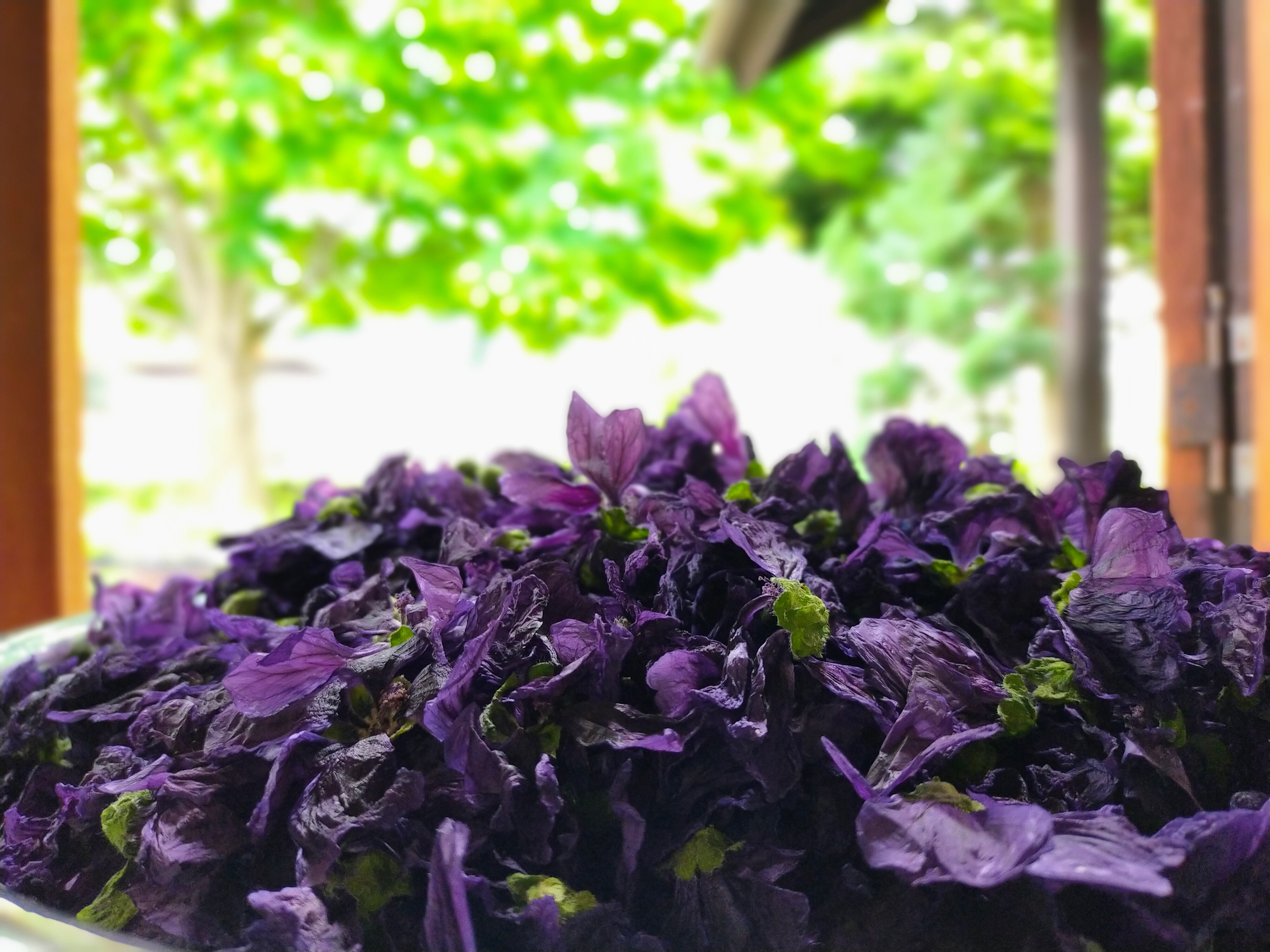 安曇野産のマローブルー