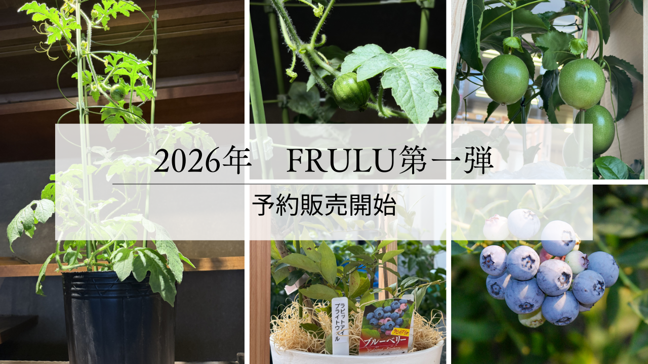FruLuシリーズ2026年第一弾予約販売開始のお知らせ