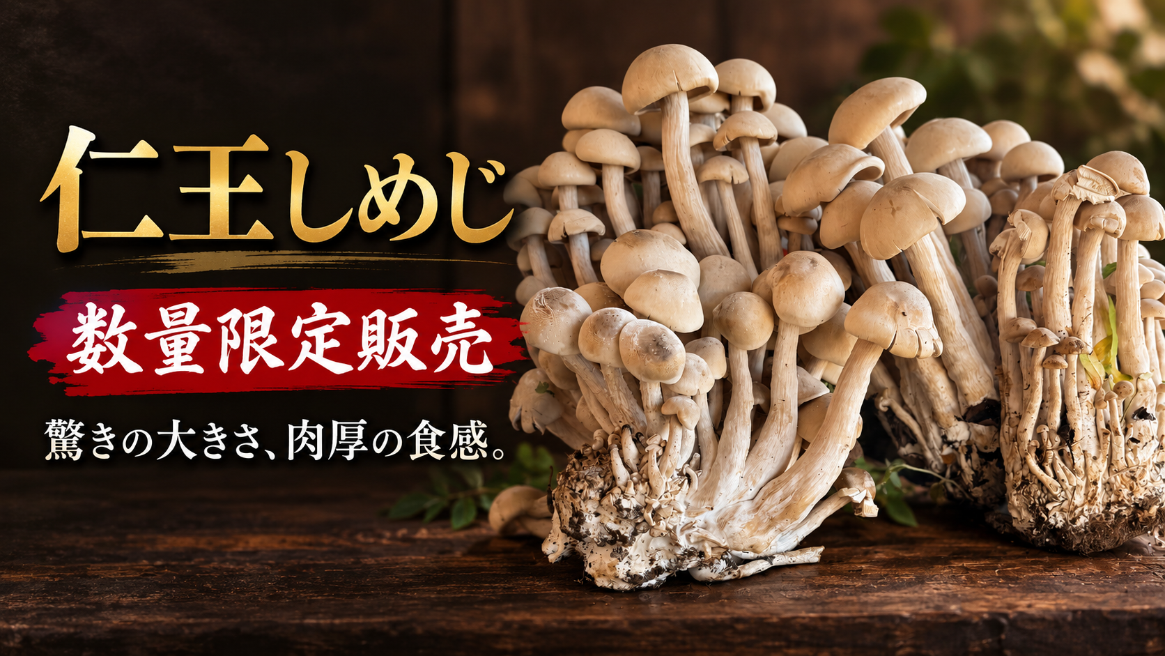 【数量限定】今年も驚きの大きさと肉厚な食感。「仁王しめじ」を販売します！