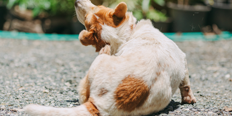 犬が体をかくカイカイの原因は免疫力の低下かも