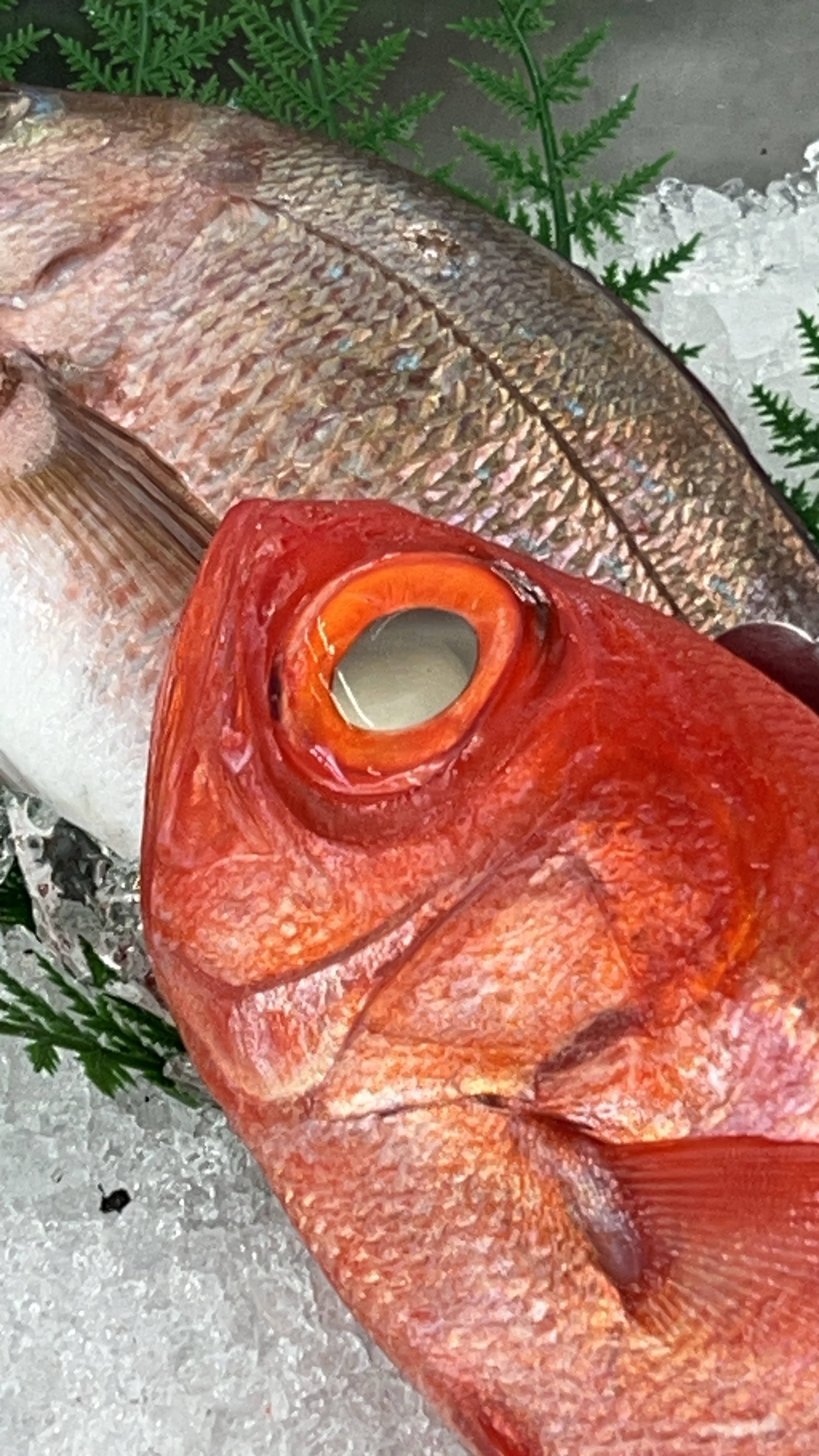 スーパーの魚の目ヂカラがスゴかった…