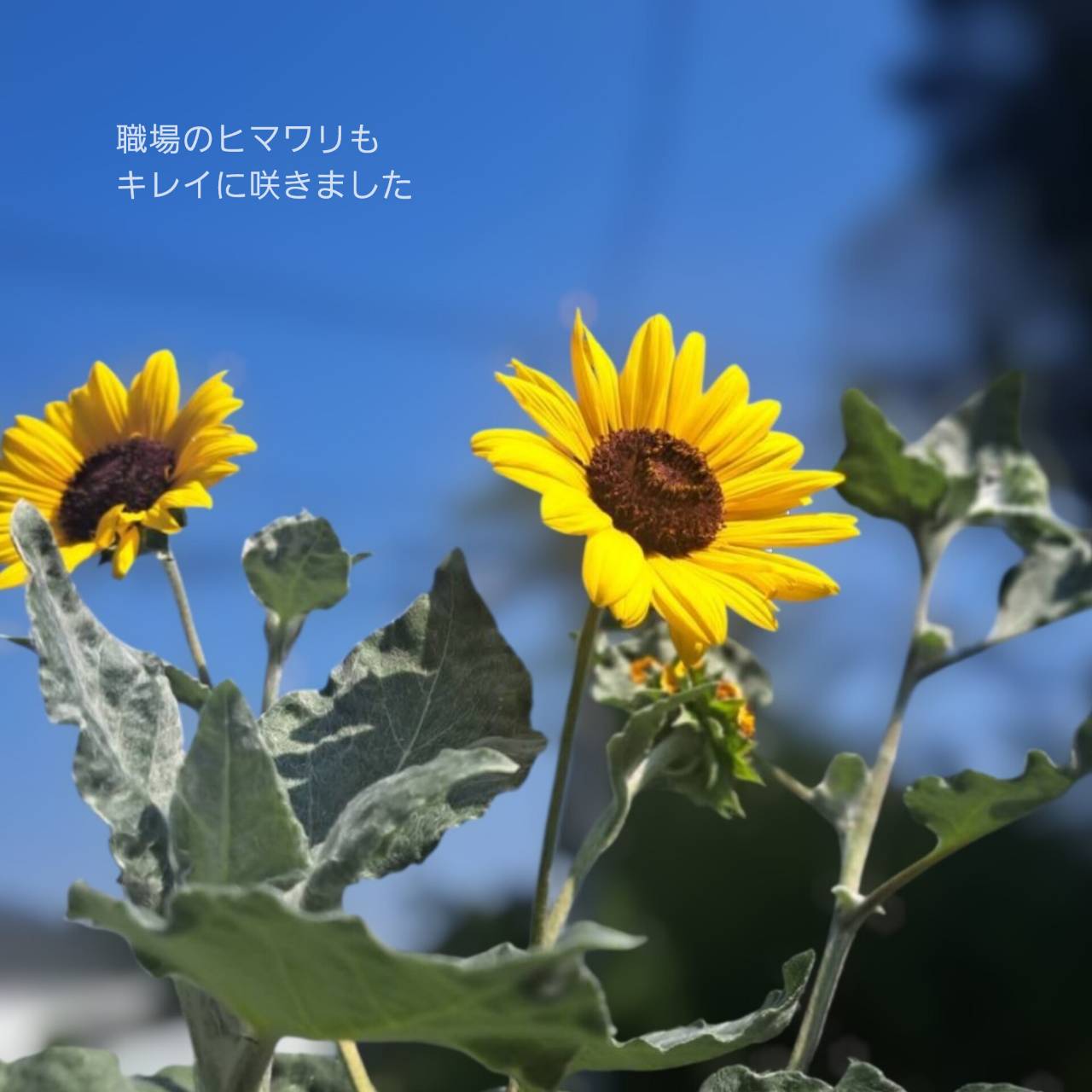 オンラインショップリニュアルしました🛒✨