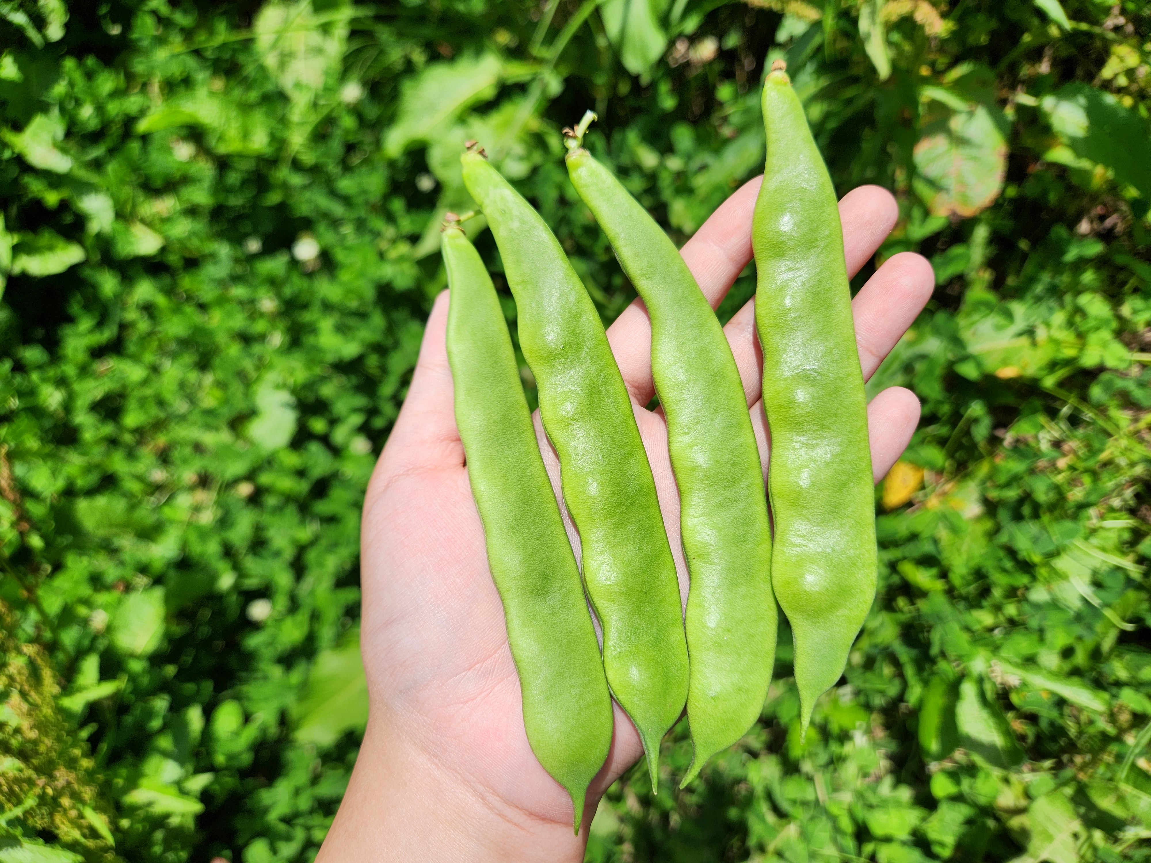 🌿初夏の旬野菜セットにリニューアルしました🌿