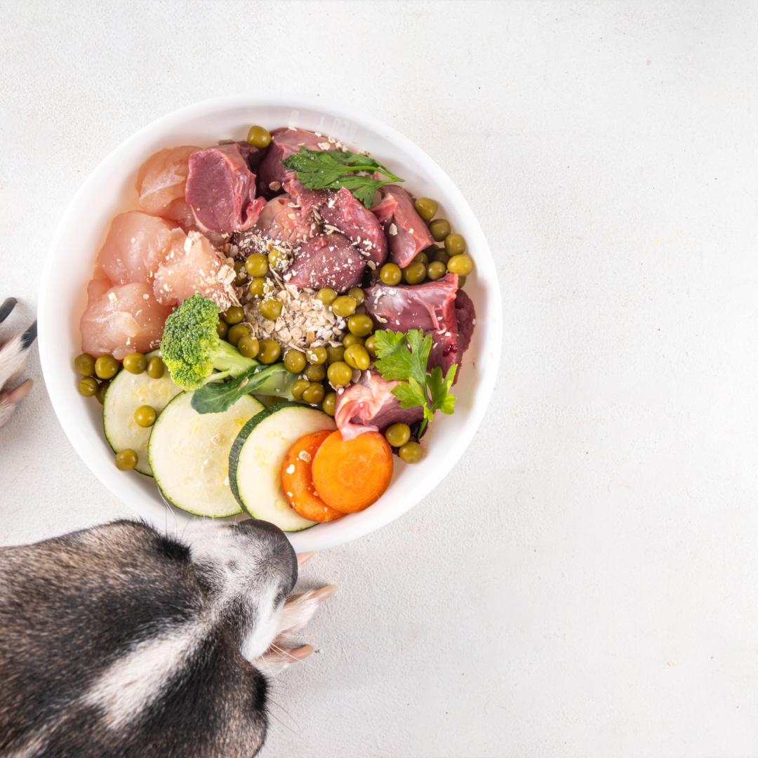 食事がすべての原因？リパーゼ数値上昇とペットの腸内環境