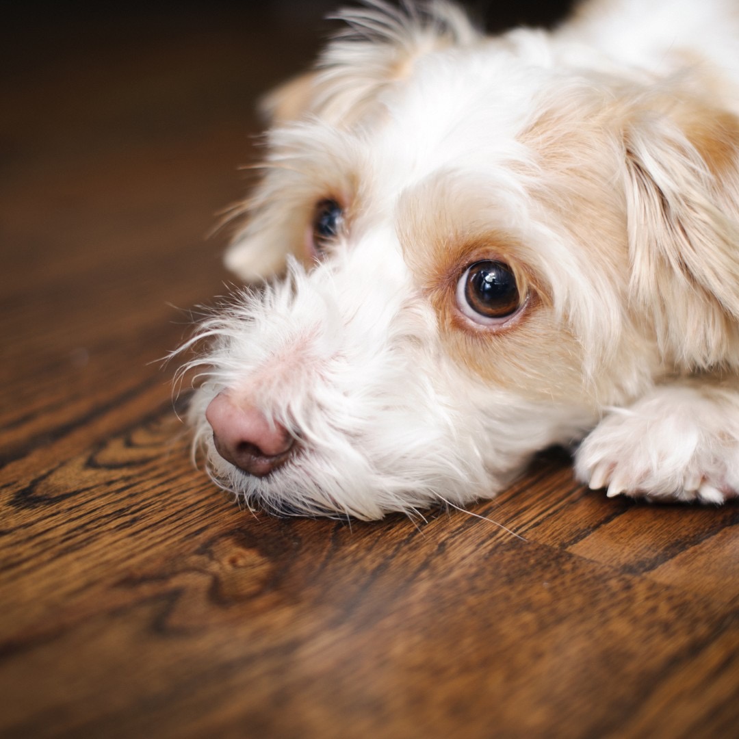 秋のペットケア 「嘔吐しやすい愛犬愛猫の腸内ケアと消化管サポート」