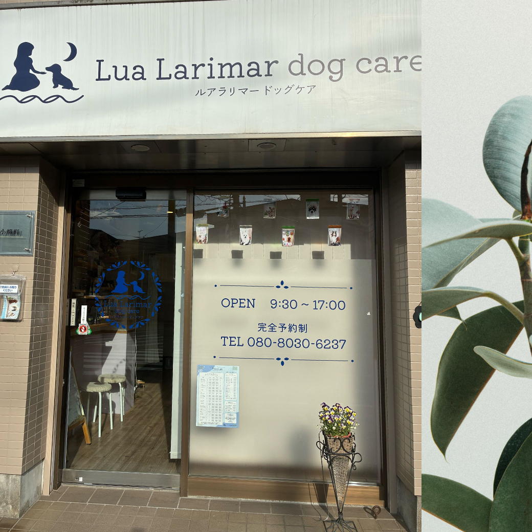 東京都 Lua Larimar dogcare お取り扱い店舗のお知らせ