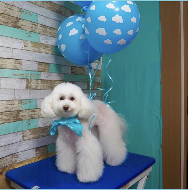 茨城県dogsalon"pooch"お取り扱い店舗のお知らせ