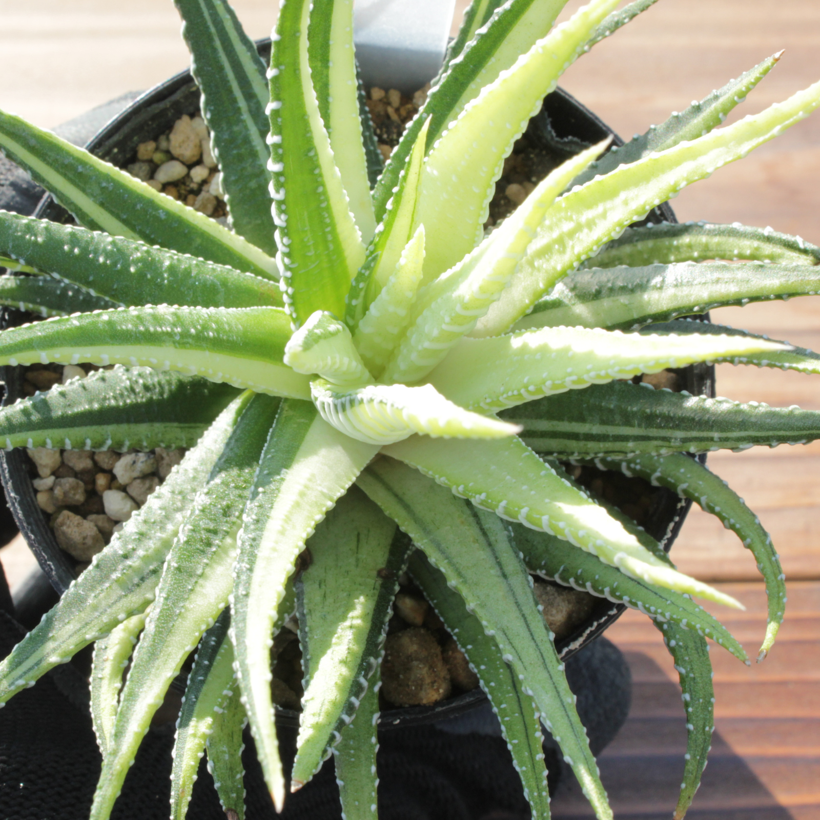 ハオルチア十二の巻錦の魅力と育て方完全ガイド - 多肉植物愛好家必見！｜RyuReoGreen