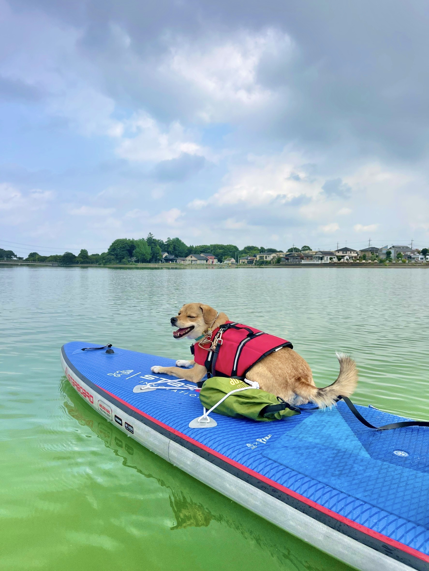 ⛱️うちの子2周年記念Tシャツ売り上げの使い道⛱️