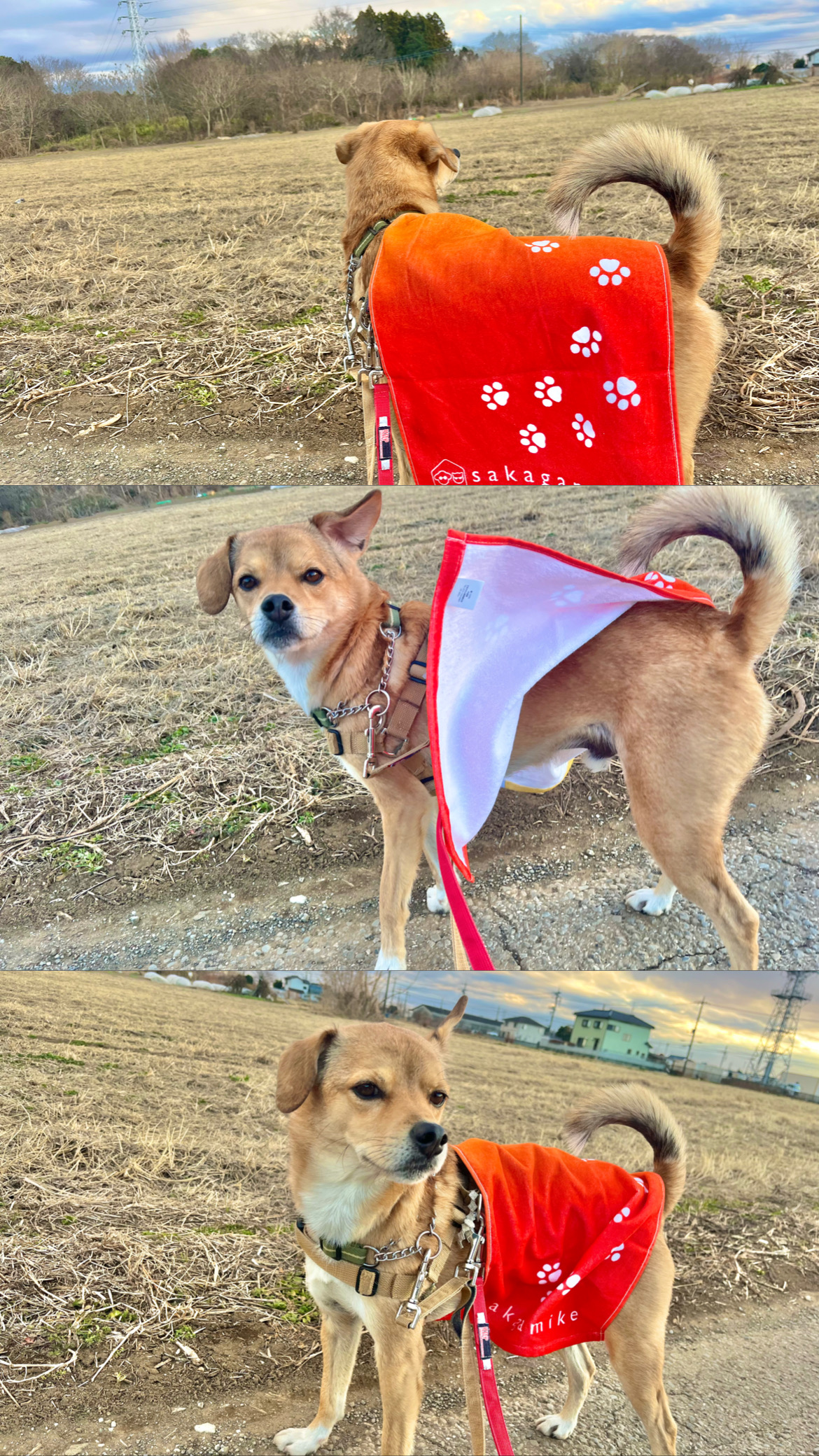 🐴文太カレンダー2026売り上げの使い道🐴