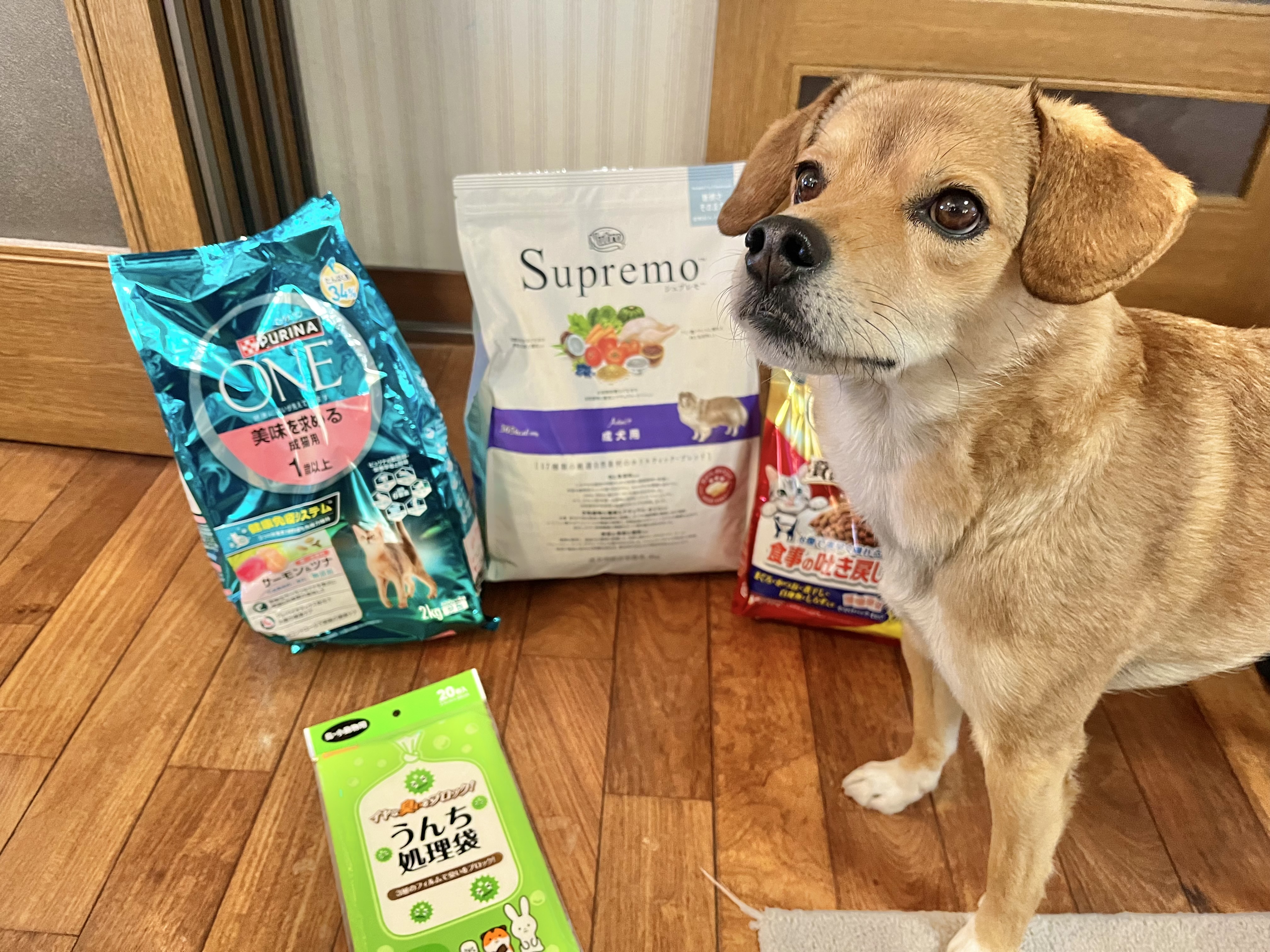 ❄️ミニマム&バカンス文太アクキーの売上報告❄️