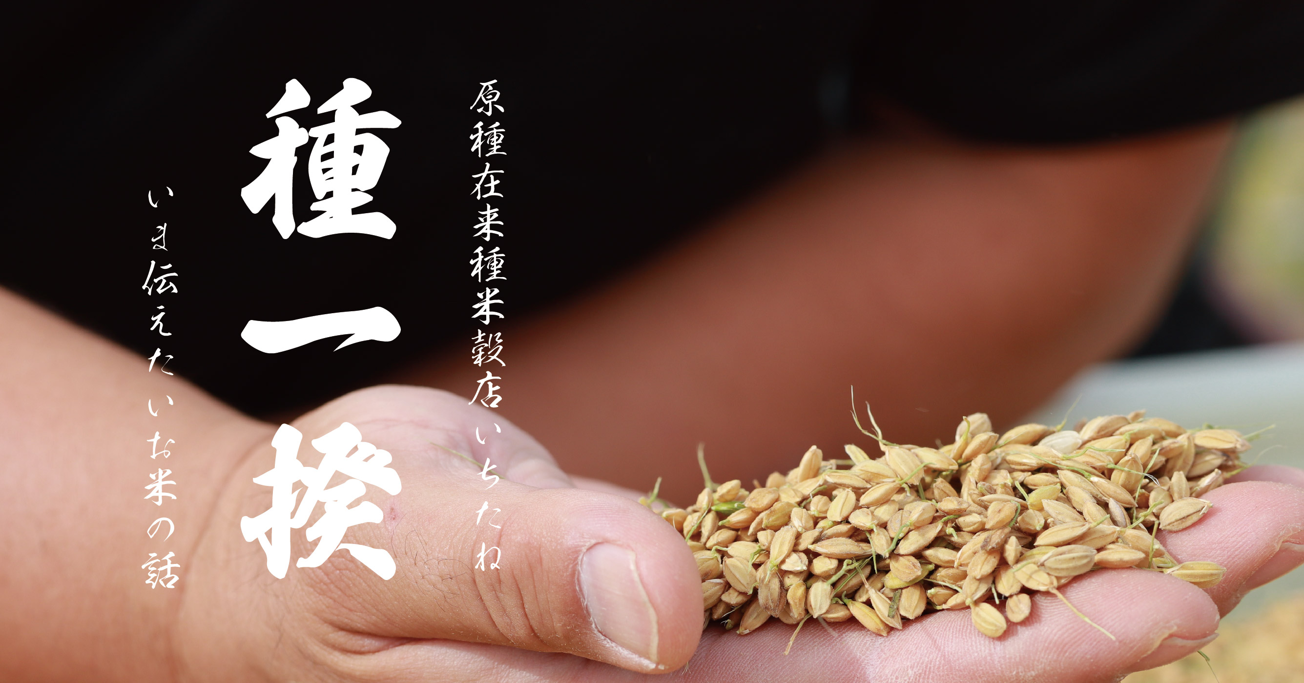 【種一揆】 第三話 「あきたこまちR」