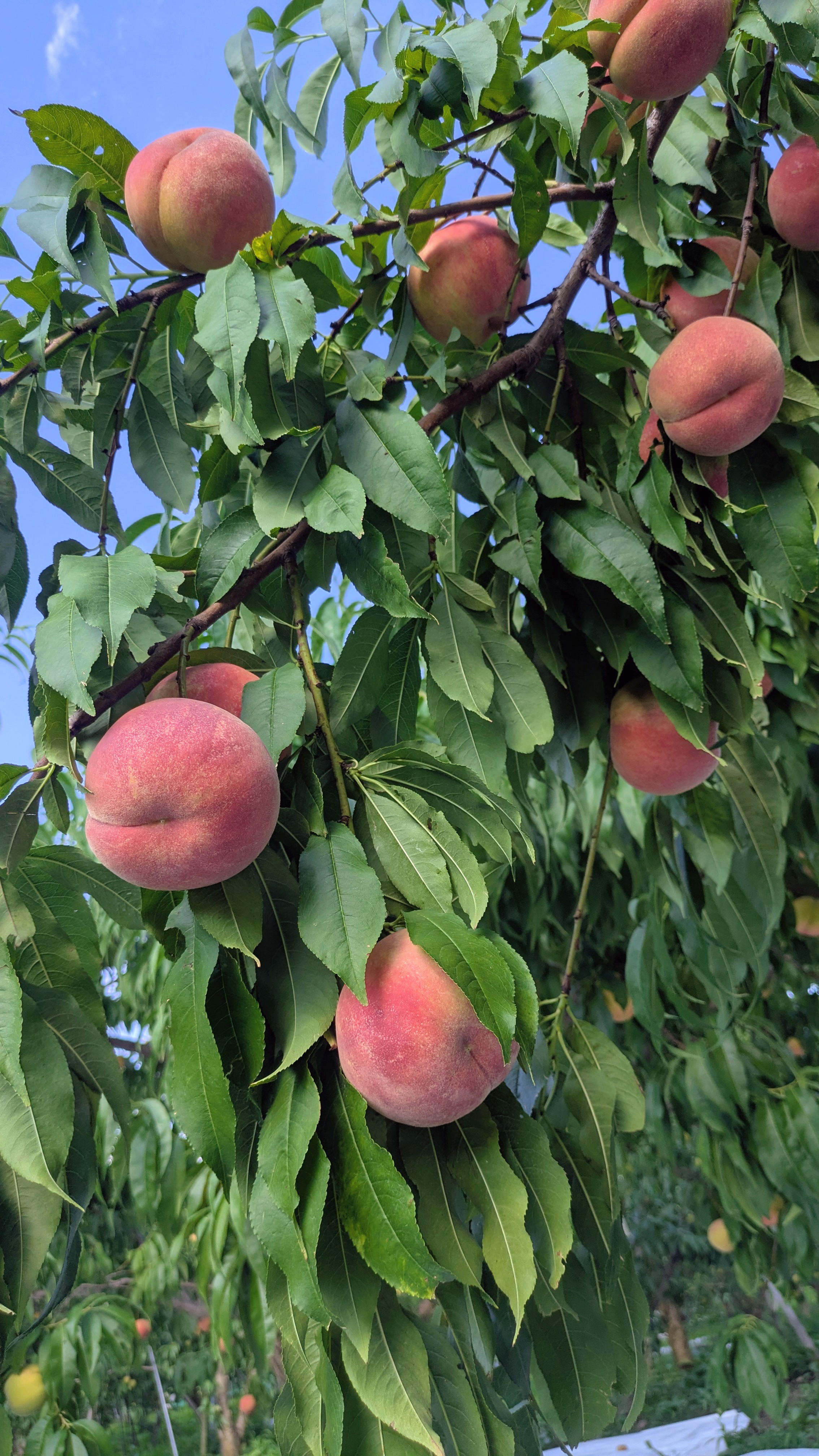 🍑あかつき収穫終了 & 陽夏妃スタートのお知らせ🍑