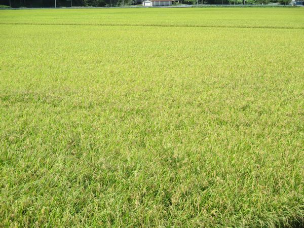 田仕事のご紹介   〜 稲刈りが始まりました 〜