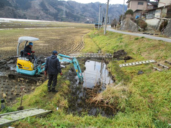めだか三角池の泥上げ作業  ○ 。>* ))))><