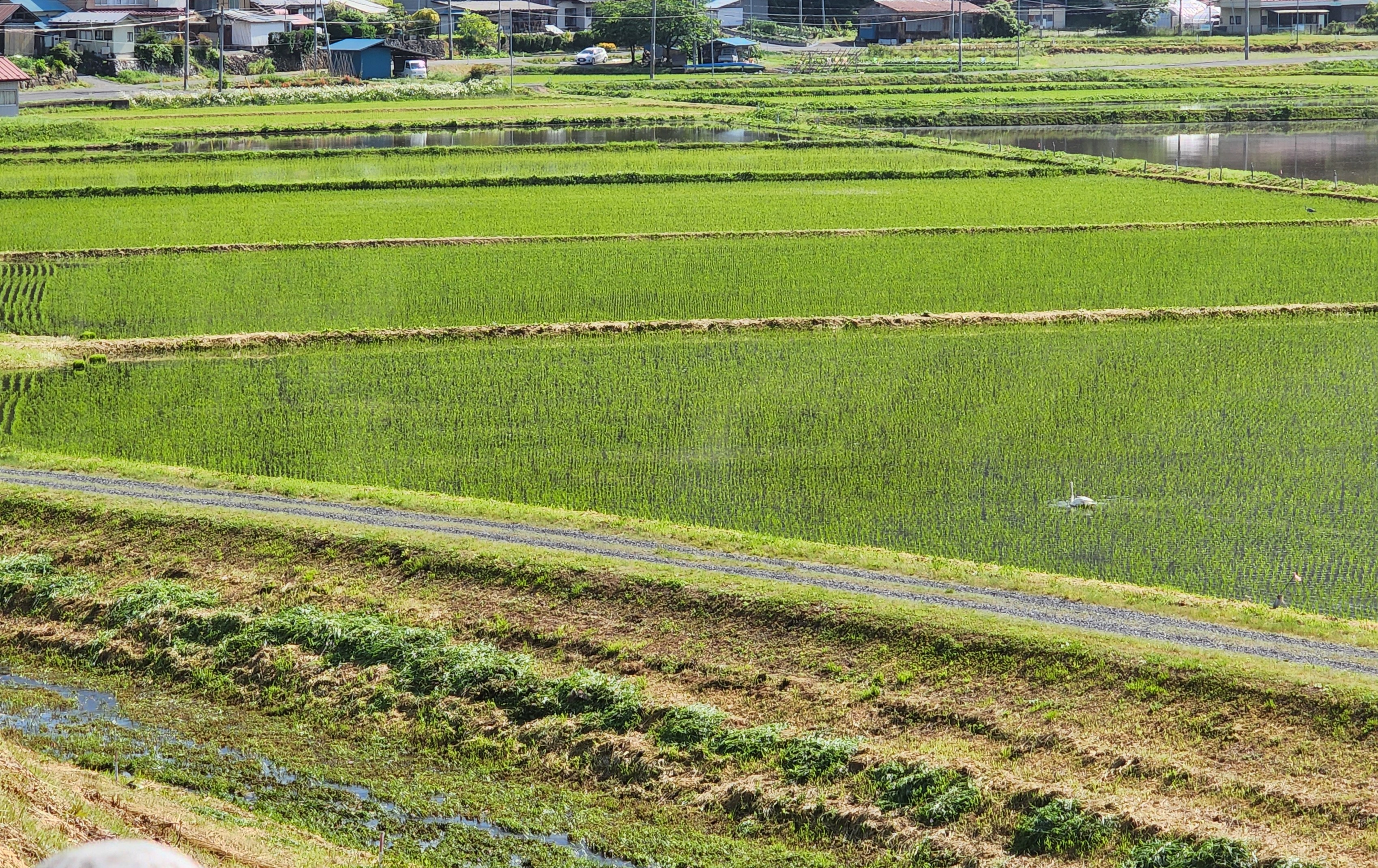 報告が遅くなりましたが、お田植え終わってます！