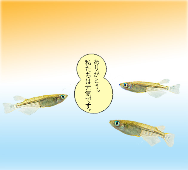 令和元年産 めだか米 おかげさまで完売しました！