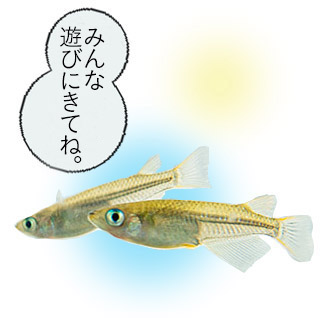期間限定販売のお知らせ♪「御茶ノ水ソラシティ」にて。