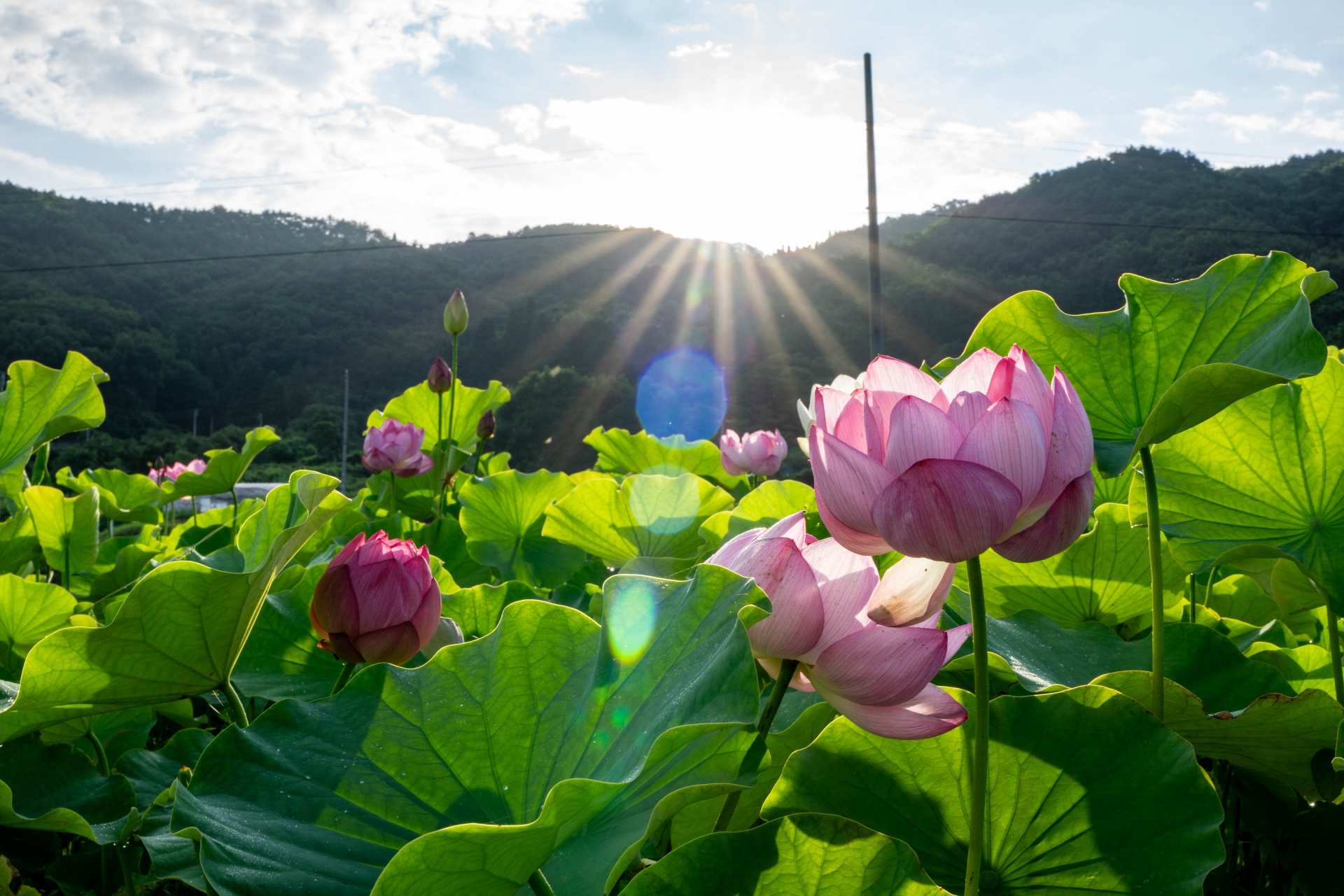 パドマ～幸せ開花～