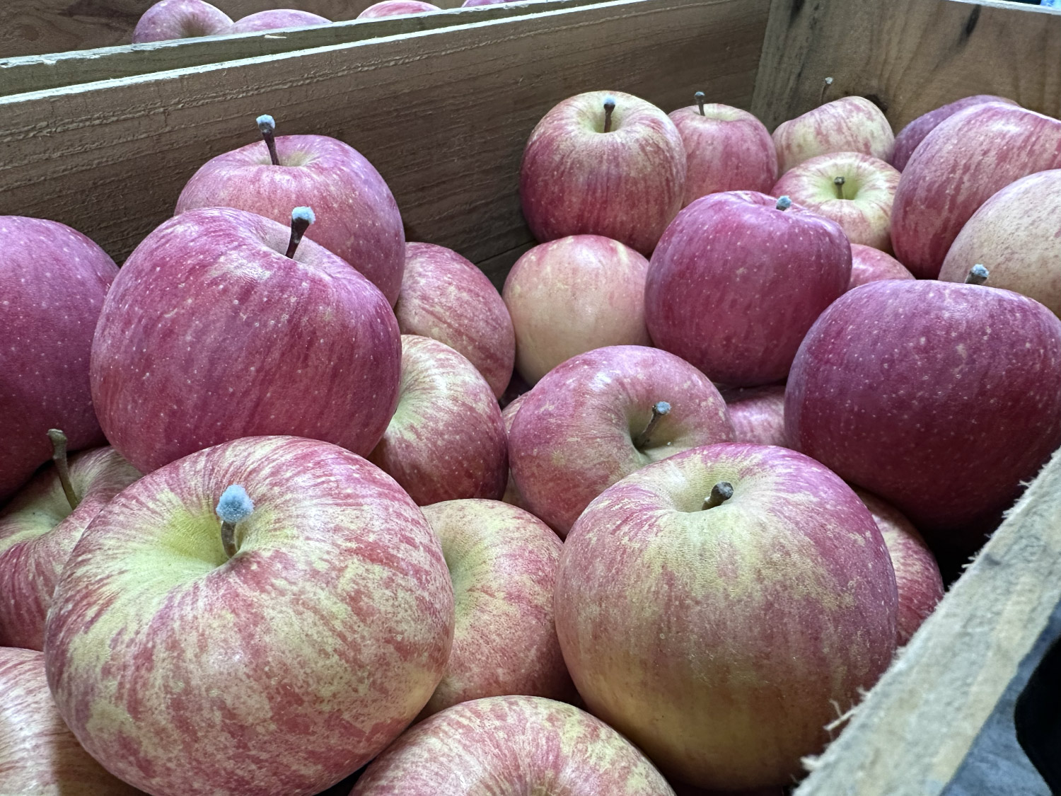 🍎 「シャキシャキ」のりんご食感にこだわって。糖度12度保証・有袋サンふじ、入荷しました！ 🍎