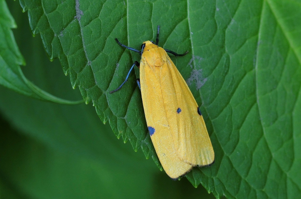 黄色い蛾 その2