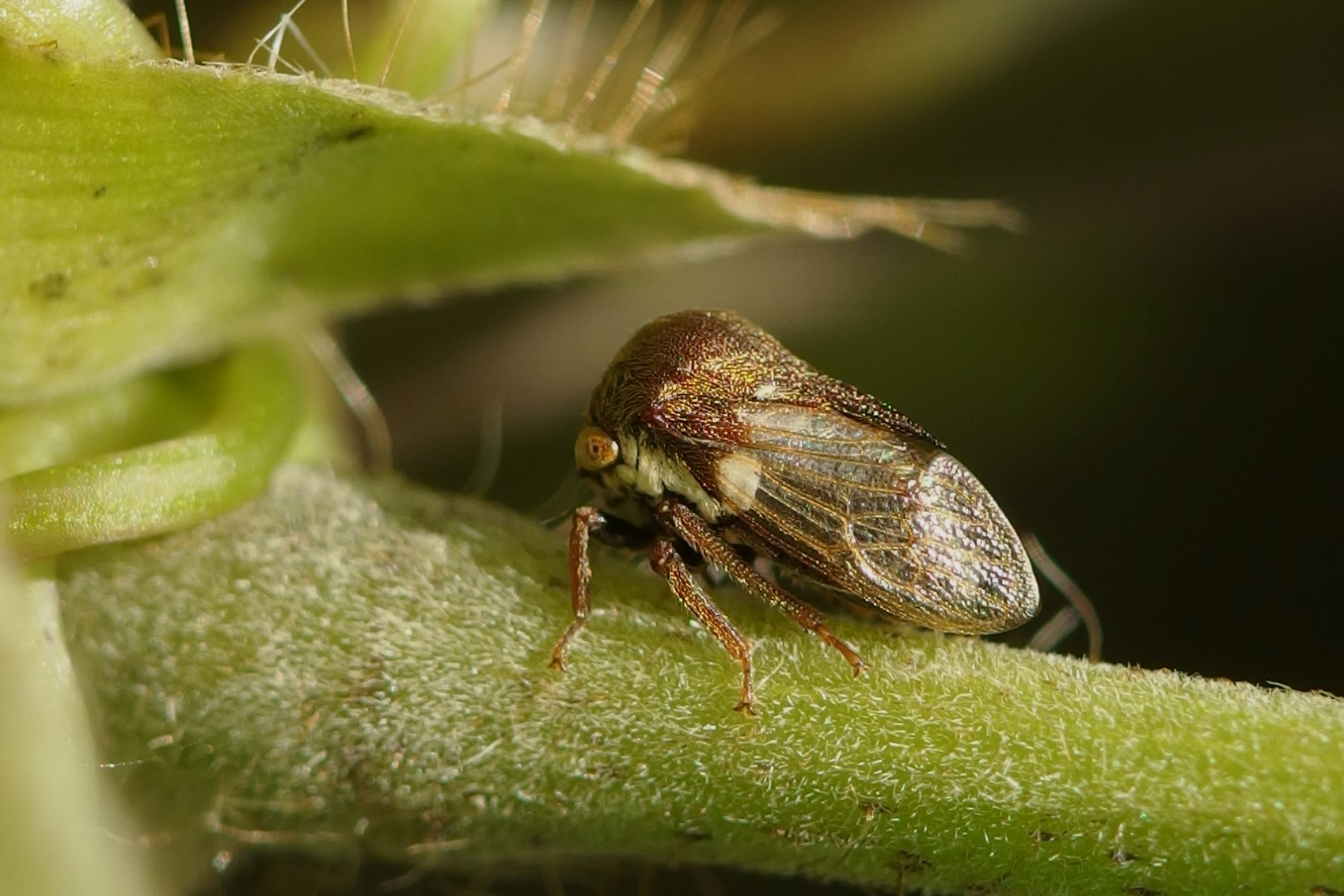 マルツノゼミに会いたい