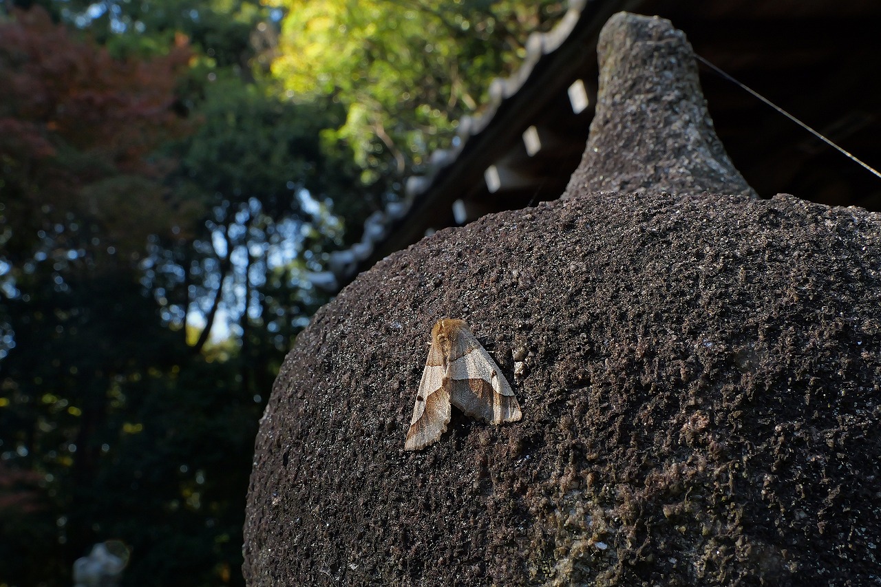 ニトベエダシャク